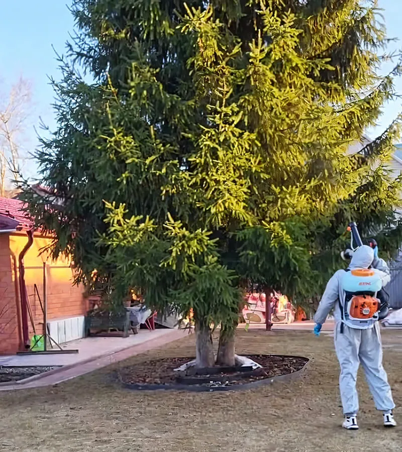 Обработка, опрыскивание Ели